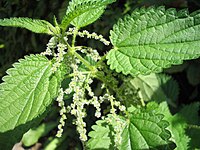 Urtica dioica (Blüten).jpg