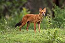 Dhole(Asiatic wild dog).jpg