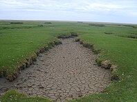 Saltmarsh - geograph.org.uk - 1902527.jpg