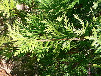 Thuja occidentalis1.jpg