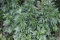 Artemisia vulgaris (Bijvoet) - Noordwijk, South Holland, NL v3.jpg
