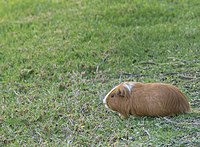 Cavia porcellus 3581853.jpg