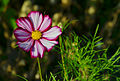 Cosmos FR 2014.jpg