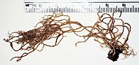 Usnea fulvoreagens.jpg