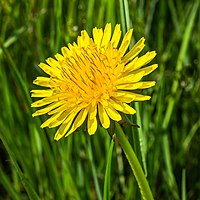 Paardenbloem (Taraxacum officinale) 26-04-2020. (actm.) 01.jpg