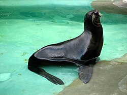 Northern Fur Seal 04.JPG