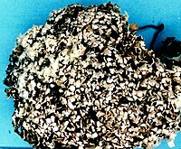 Cladonia robbinsii.jpg