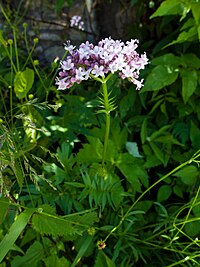 Valeriana officinalis (5973194936).jpg