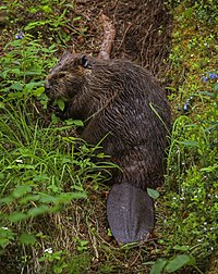 A beaver eats dinner near Horseshoe Lake on Thursday, June 29, 2017. (16f4796c-d685-426a-ae6b-f02b117cac5c).JPG
