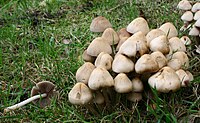 Psathyrella multipedata 20081109wa.JPG