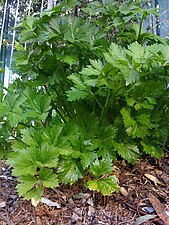 Листья сельдерея