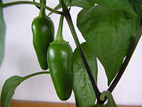 Immature jalapeno capsicum annuum var annuum.jpeg