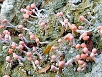 Dibaeis arcuata 116485509.jpg