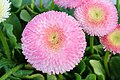 Gänseblümchen Bellis perennis cultivar.jpg
