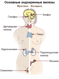 Illu endocrine system -ru.png