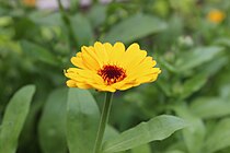 Ringelblume (Calendula officinalis) 1.jpg