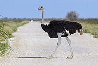 Struthio camelus - Etosha 2014 (1).jpg