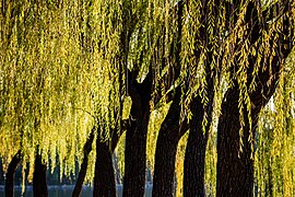 Ивы на берегу озера Куньминху в Летнем дворце