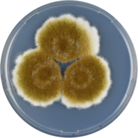 Aspergillus tamarii cya.PNG