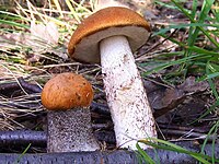 Leccinum aurantiacum G3 (1).jpg