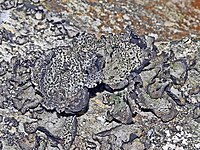 Umbilicariaceae - Umbilicaria crustulosa.jpg