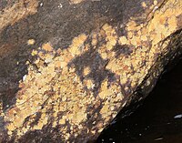 Ionaspis lacustris 68357537.jpg