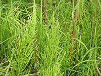 Equisetum arvense 116441090.jpg