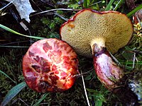 Boletinus spectabilis.jpg