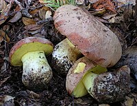 2009-11-13 Boletus appendiculatus Schaeff 401116.jpg