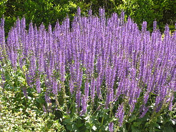 Шалфей лесной (Salvia sylvestris)