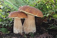 (Gemeine Steinpilz) Boletus edulis.jpg