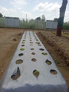 Mulching bed for lettuce plants.jpg
