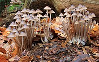 Mycena inclinata, Clustered Bonnet, UK.jpg