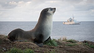 2021-03 Amsterdam Island - Subantarctic fur seal 93.jpg