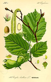 Illustration Corylus avellana0.jpg