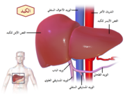 Liver (organ)-ar.png