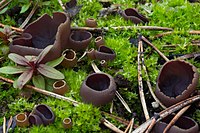 Peziza pseudoviolacea (8755654491).jpg