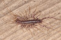 Spinnenläufer Scutigera coleoptrata.jpg