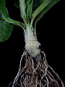 Стебель и корни