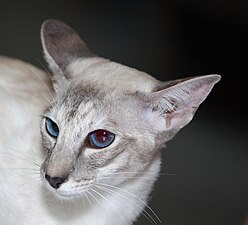 Сиамский блю-торти-тэбби-поин