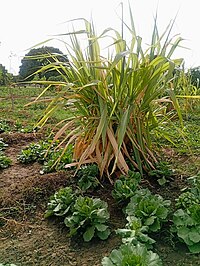 Sugar cane is planted in Taraba State.jpg