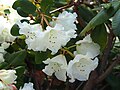 Rhododendron 'Rothenburg' Różanecznik 2023-04-30 02.jpg