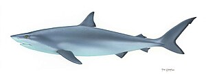 Shark fish chondrichthyes.jpg