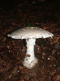 Amanita solitaria1.jpg