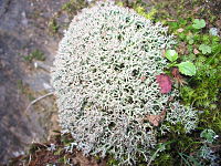 Cladonia stellaris habito.jpg
