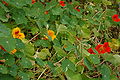 3853 - Tropaeolum majus (Große Kapuzinerkresse).JPG