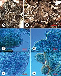 Arctomia borbonica (10.3897-mycokeys.4.2809) Figure 2.jpg