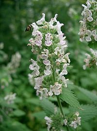 Nepeta-catarica1.jpg