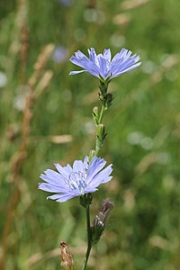 Cichorium intybus TK 2021-07-12 7.jpg
