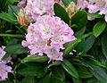 Rhododendron cultivar pink.jpg